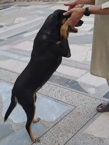 Doberman dog| Rottweiler dog|cross breeder female dog|Dog 2