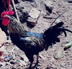 ayam cemani cross desi