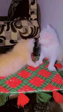 pure Persian kittens