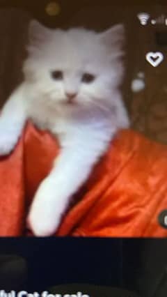 Persian beautiful Cat for sale0341/06/55/449 my WhatsApp number