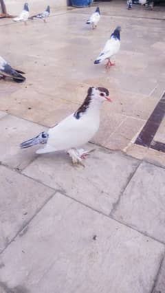 Sherazi Gola kabooter Kabli kabootar high flyer pigeon