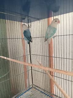 Lovebirds Green opline splite blue opline Albino Black Eye