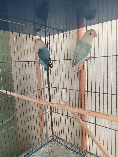 Lovebirds Green opline splite blue opline Albino Black Eye 0