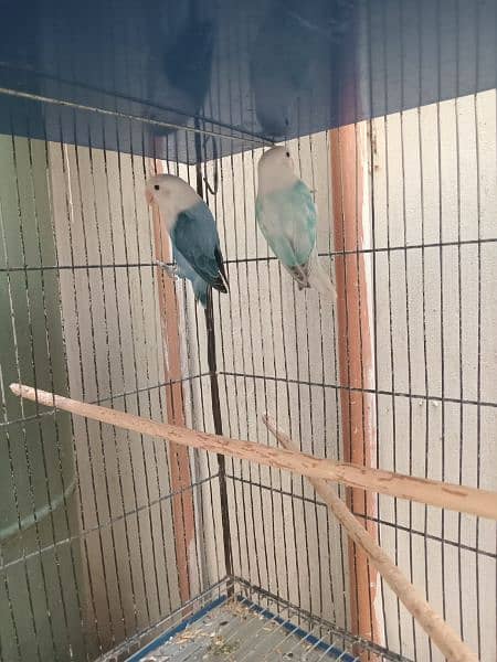 Lovebirds Green opline splite blue opline Albino Black Eye 1