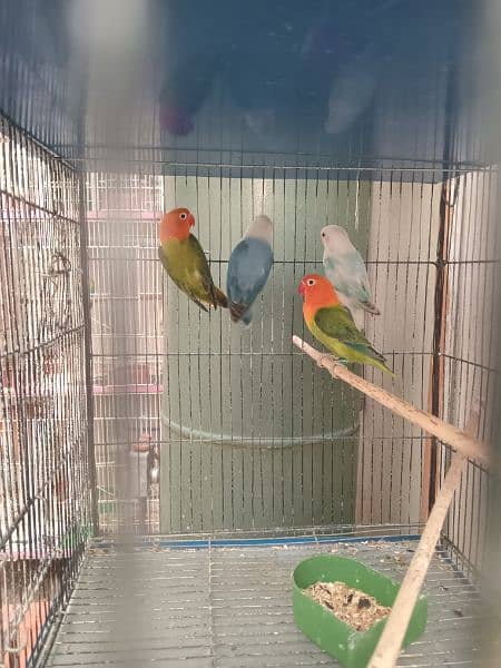 Lovebirds Green opline splite blue opline Albino Black Eye 2