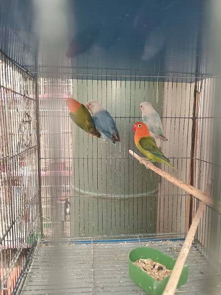 Lovebirds Green opline splite blue opline Albino Black Eye 3