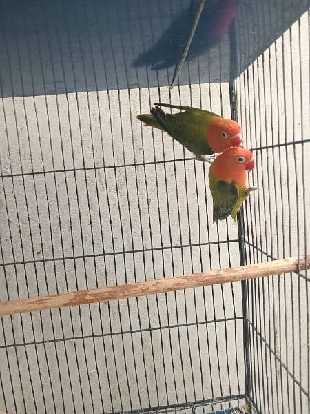 Lovebirds Green opline splite blue opline Albino Black Eye 4