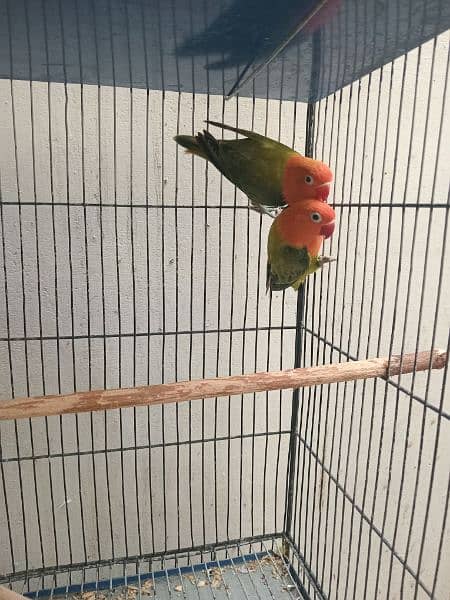 Lovebirds Green opline splite blue opline Albino Black Eye 5