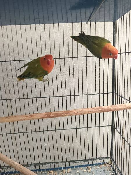 Lovebirds Green opline splite blue opline Albino Black Eye 6