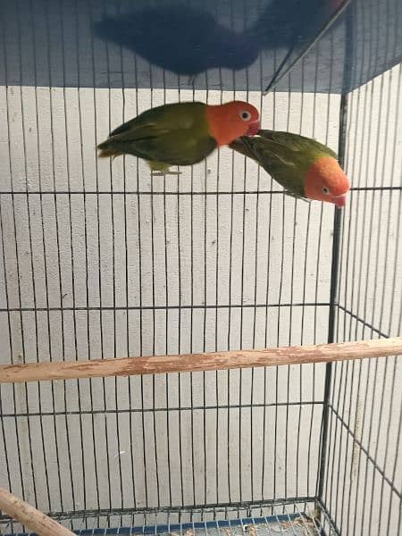 Lovebirds Green opline splite blue opline Albino Black Eye 9