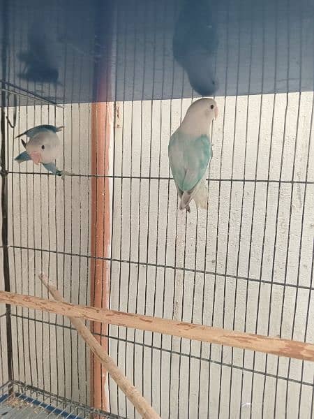 Lovebirds Green opline splite blue opline Albino Black Eye 10