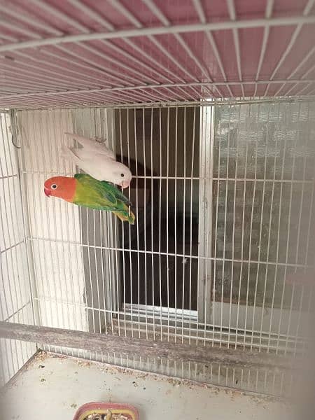 Lovebirds Green opline splite blue opline Albino Black Eye 11