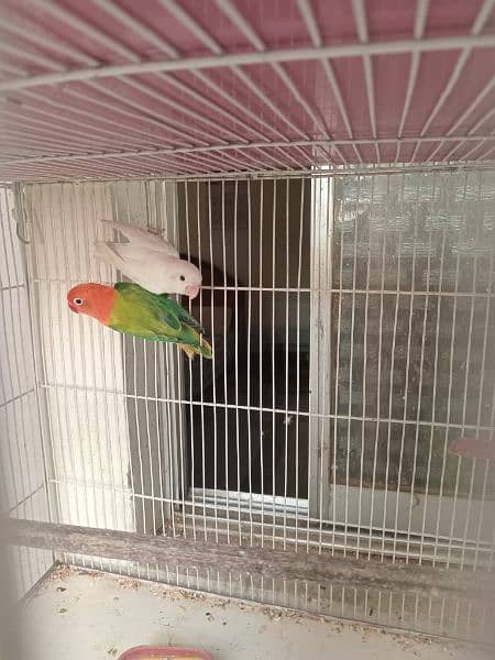 Lovebirds Green opline splite blue opline Albino Black Eye 12