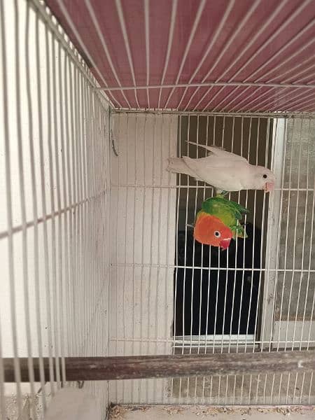 Lovebirds Green opline splite blue opline Albino Black Eye 13