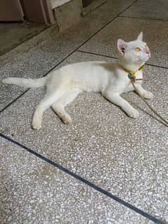 Male cat