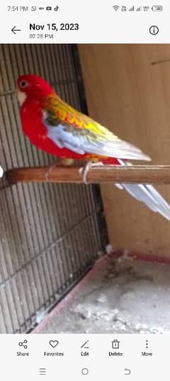 Rosella Female