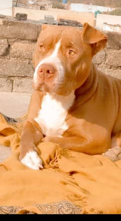 Pure Amarican pitbull Dog for sale