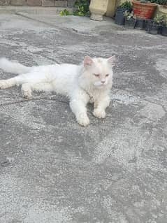 White male cat for sale in jhelum