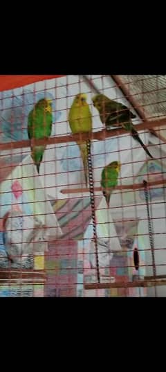 New pinjra or 2 pairs birds