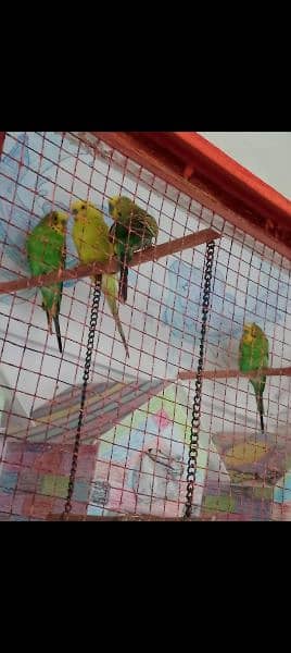 New pinjra or 2 pairs birds 1