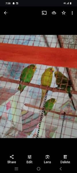 New pinjra or 2 pairs birds 3