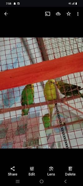 New pinjra or 2 pairs birds 5