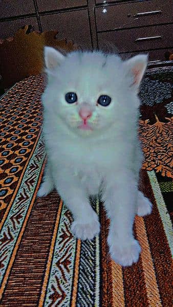 3. baby Persian female 0