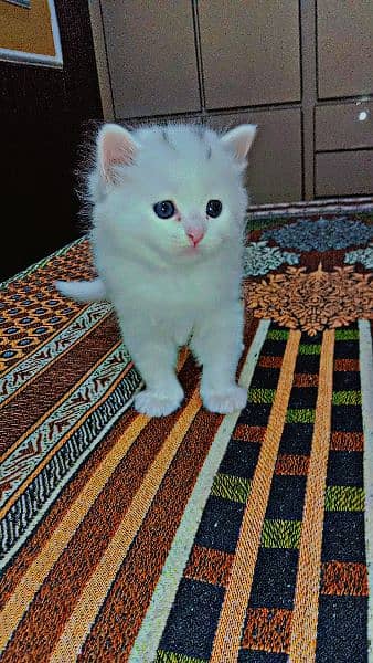 3. baby Persian female 1