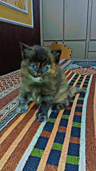 3. baby Persian female 2