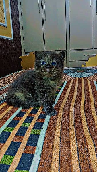 3. baby Persian female 4