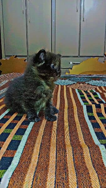 3. baby Persian female 5