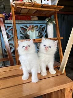 Persian Cats for sale