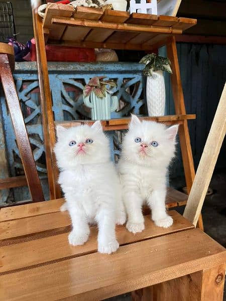 Persian Cats for sale 0