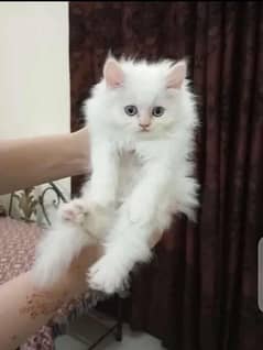 Persian Cat for sale my WhatsApp number03"34"58"14"757"