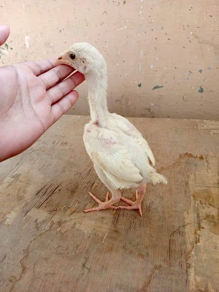 paper white heera aseel chicks to male available for sale 1