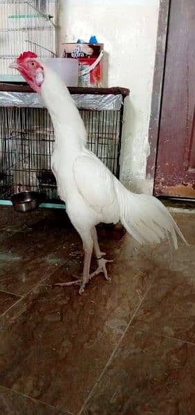 paper white heera aseel chicks to male available for sale 9