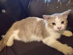 Male Persian Kitten for sale