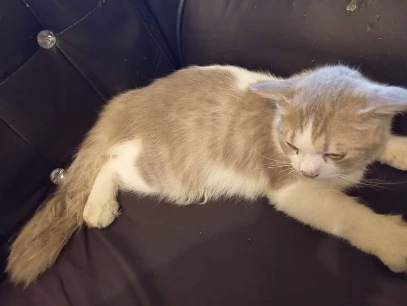 Male Persian Kitten for sale 2