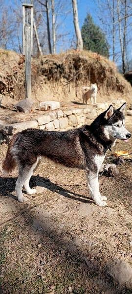 Suberian Husky 12