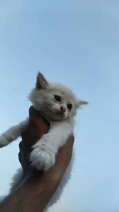 Persian Kitten for sale | 2 months age | ph# 03221519512 0