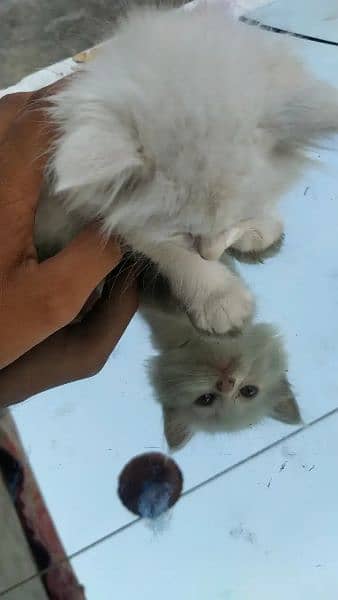 Persian Kitten for sale | 2 months age | ph# 03221519512 1