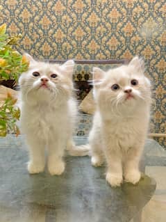 Persian kitten pair