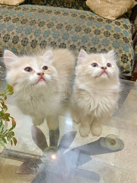 Persian kitten pair 1