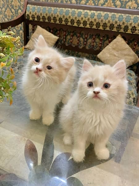 Persian kitten pair 2