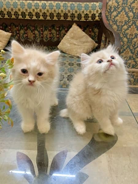 Persian kitten pair 3