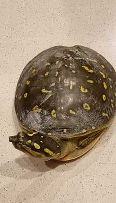 Huge Size Indian flapshell turtle