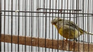 Gloster Crusted canary female