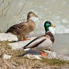 Mallard ducks breeder set available(1male+3females) price is for each