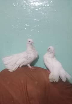 laka kaboter white pair for sale urgent 0