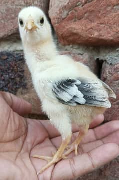 Aseel chicks 4 pcs parents pic attached